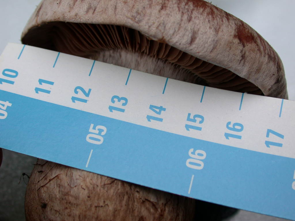 Fungo un p� insolito...